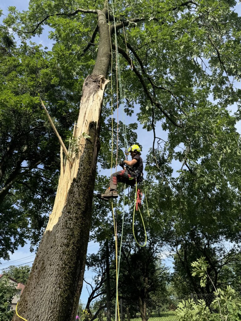 Arborista při kácení rizikového stromu po bouři v Třinci