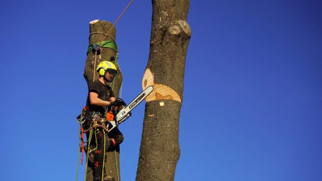 Rizikové kácení stromu motorovou pilou stihl v Českém Těšíně firmou KaposGreen